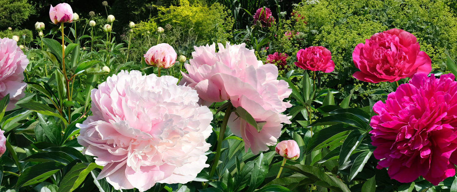 Pæon | Blomsterverden